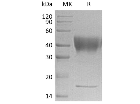 > 95 % as determined by reducing SDS-PAGE.
