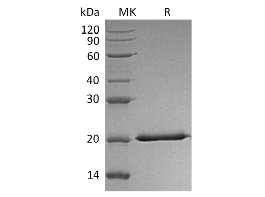 > 95 % as determined by reducing SDS-PAGE.