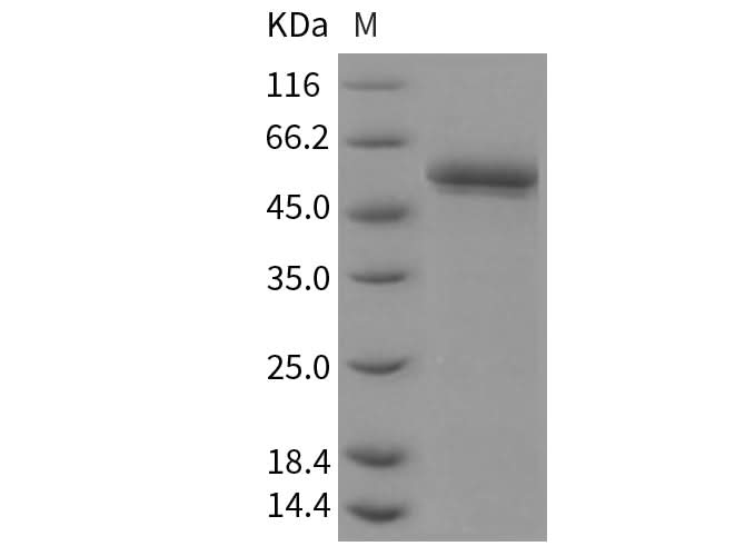> 95 % as determined by reducing SDS-PAGE.