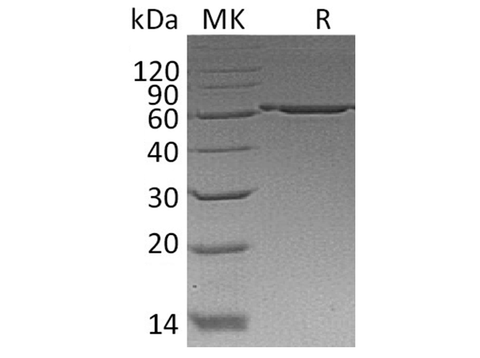 > 95 % as determined by reducing SDS-PAGE.