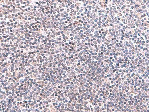 Anti-Human KIR3DL1 Antibody