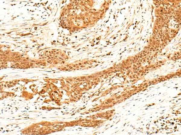 Anti-Human/Mouse/Rat HNF4A Antibody