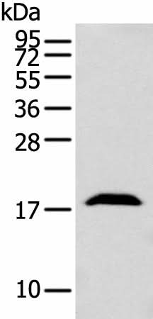 Western blot analysis of Mouse brain tissue using GMFB Polyclonal Antibody at dilution of 1:250