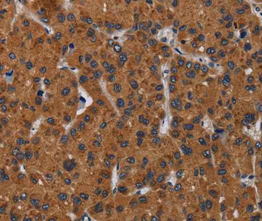 Anti-Human KLK8 Antibody