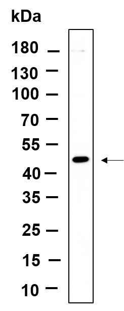 Anti-Human/Mouse/Rat DPS1 Antibody [B980]