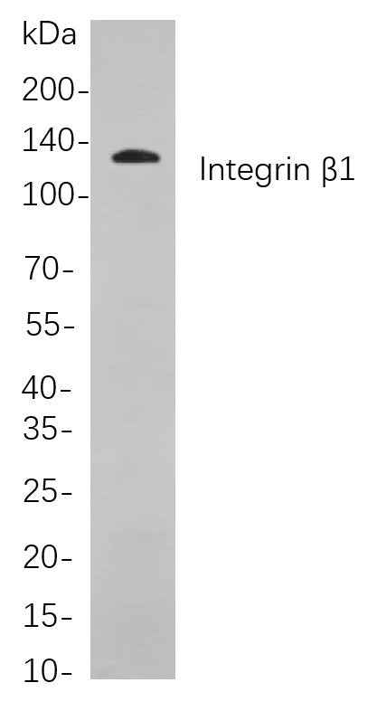 Anti-Human/Mouse/Rat Integrin β1 Antibody [B805] - ABMIUM