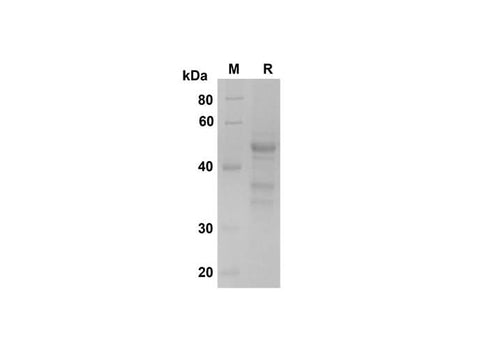 SDS-PAGE analysis of Human IL-23 proteins , 2 μg/lane of Recombinant Human IL-23 proteins was resolved with SDS-PAGE under reducing conditions , showing bands at 45 kDa.