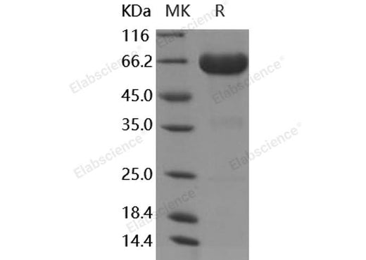 > 95 % as determined by reducing SDS-PAGE.