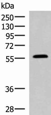 Anti-Human/Mouse/Rat PEPD Antibody