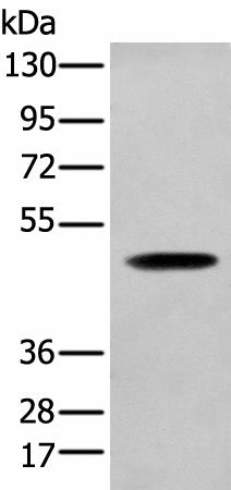 Western blot analysis of NIH/3T3 cell using SERPINH1 Polyclonal Antibody at dilution of 1:450