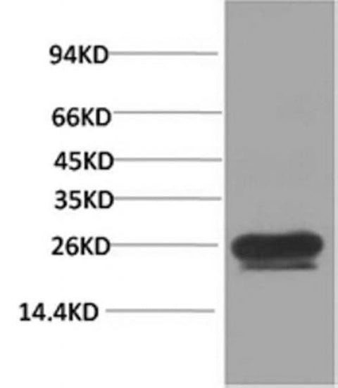Western Blot analysis of Hela cells using HSP27 Monoclonal Antibody at dilution of 1:2000.