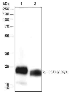 Anti-Human/Rat/Mouse CD90/Thy1 Antibody [A455] - ABMIUM