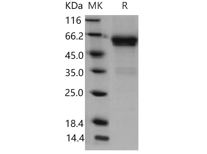 > 94 % as determined by reducing SDS-PAGE.