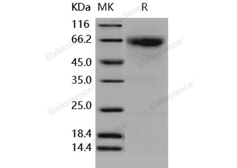 > 92 % as determined by reducing SDS-PAGE.