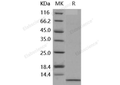 Recombinant Human IL-8/CXCL8 Protein (aa 23-99) - ABMIUM