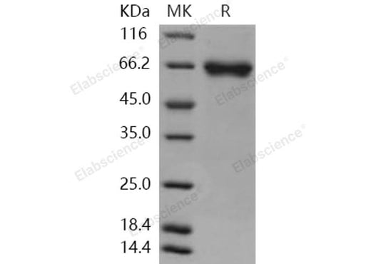 > 97 % as determined by reducing SDS-PAGE.