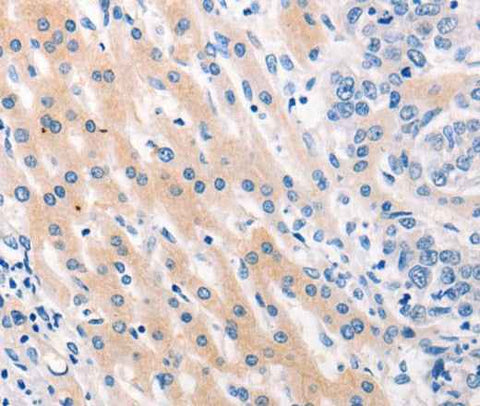 Anti-Human MUC2 Antibody