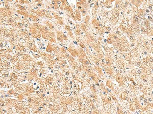 Anti-Human/Mouse/Rat TRUB1 Antibody