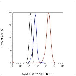 Anti-Human Phospho-BTK (Tyr551) Antibody [A827] - ABMIUM