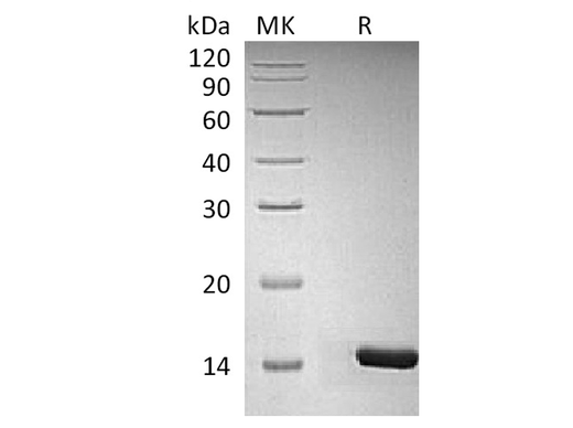 > 98 % as determined by reducing SDS-PAGE.