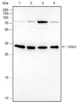 Anti-Human ORAI3 Antibody [A528]