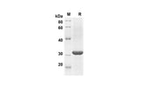 SDS-PAGE analysis of Mouse CCL11 proteins, 2 μg/lane of Recombinant Mouse CCL11 proteins was resolved with SDS-PAGE under reducing conditions, showing bands at 28.1 kDa.
