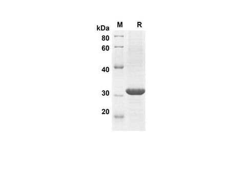 SDS-PAGE analysis of Mouse CCL11 proteins, 2 μg/lane of Recombinant Mouse CCL11 proteins was resolved with SDS-PAGE under reducing conditions, showing bands at 28.1 kDa.