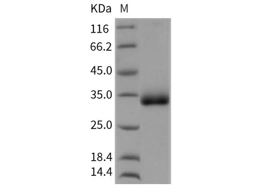 > 98 % as determined by reducing SDS-PAGE.