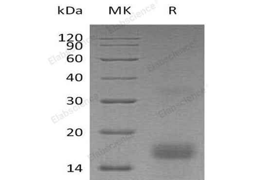 > 95 % as determined by reducing SDS-PAGE.