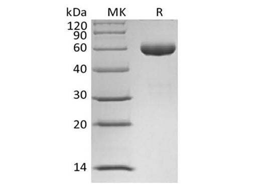 > 95 % as determined by reducing SDS-PAGE.