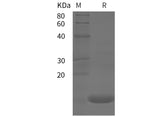 SDS-PAGE analysis of Human TNFa proteins, 2 μg/lane of Recombinant Human TNFa proteins was resolved with SDS-PAGE under reducing conditions, showing bands at 12 kDa.