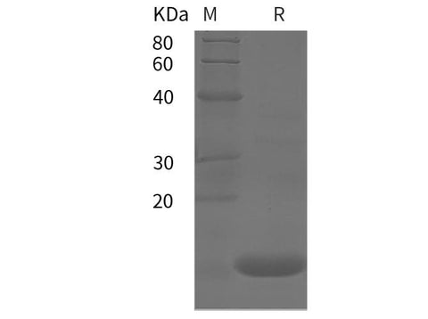 SDS-PAGE analysis of Human TNFa proteins, 2 μg/lane of Recombinant Human TNFa proteins was resolved with SDS-PAGE under reducing conditions, showing bands at 12 kDa.