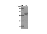 SDS-PAGE analysis of Human ERG proteins, 2 μg/lane of Recombinant Human ERG proteins was resolved with SDS-PAGE under reducing conditions, showing bands at 46 kDa.