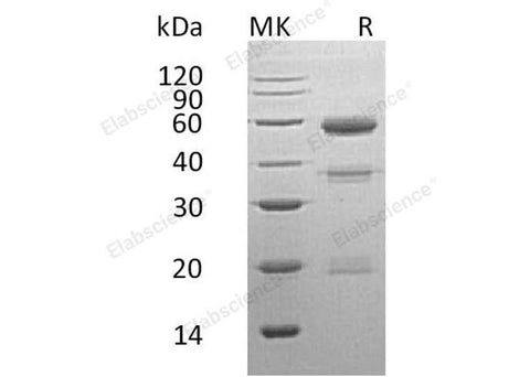 > 90 % as determined by reducing SDS-PAGE.