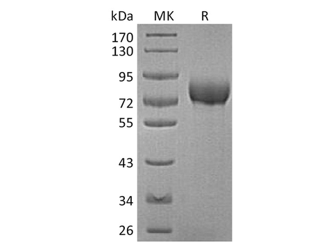 > 95 % as determined by reducing SDS-PAGE.