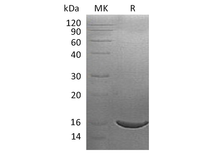 > 95 % as determined by reducing SDS-PAGE.