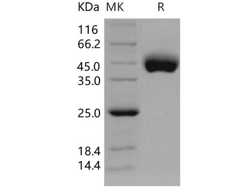> 95 % as determined by reducing SDS-PAGE.