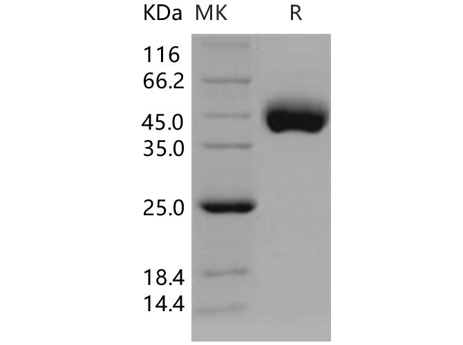 > 95 % as determined by reducing SDS-PAGE.