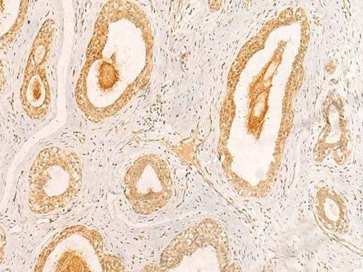 Anti-Human/Mouse ZNF580 Antibody