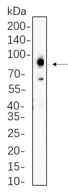 Anti-Human/Mouse/Rat Prostate Specific Membrane Antigen Antibody [B744] - ABMIUM
