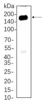 Anti-Human/Mouse/Rat HDAC6 Antibody [B1076]