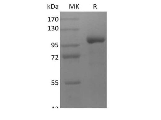 Recombinant Human LRRC32/GARP (C-Fc) - ABMIUM