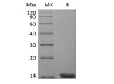 Recombinant Mouse Fibroblast Growth Factor 4/FGF-4 - ABMIUM
