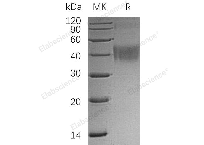 Recombinant Human OX-2/MOX1/CD200 Protein (His Tag) - ABMIUM