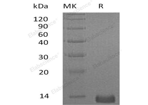 > 95 % as determined by reducing SDS-PAGE.