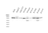 Western Blot analysis of various samples using LMNA Polyclonal Antibody at dilution of 1:1000.