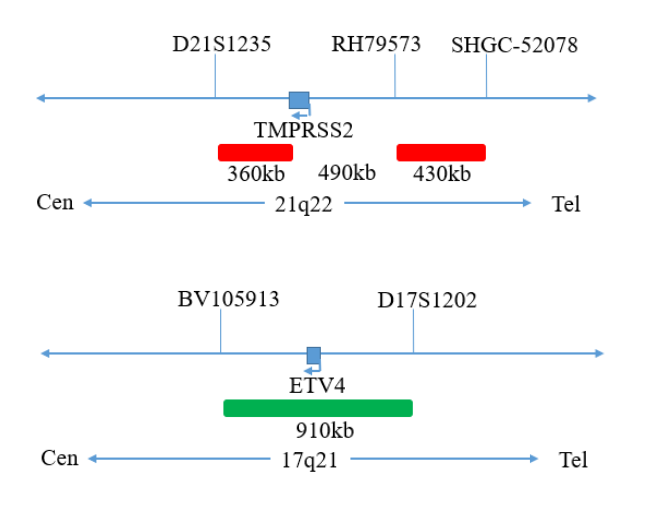 TMPRSS2/ETV4 Fusion FISH Probe Reagent, FP-010-3 manufacturer probe design map
