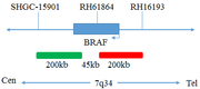BRAF (7q34) Break-Apart FISH Probe Reagent, FP-016 manufacturer probe design map