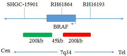 BRAF (7q34) Break-Apart FISH Probe Reagent, FP-016 manufacturer probe design map