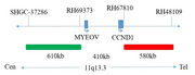 CCND1 (BCL1) Break-Apart FISH Probe Reagent, FP-042 manufacturer probe design map